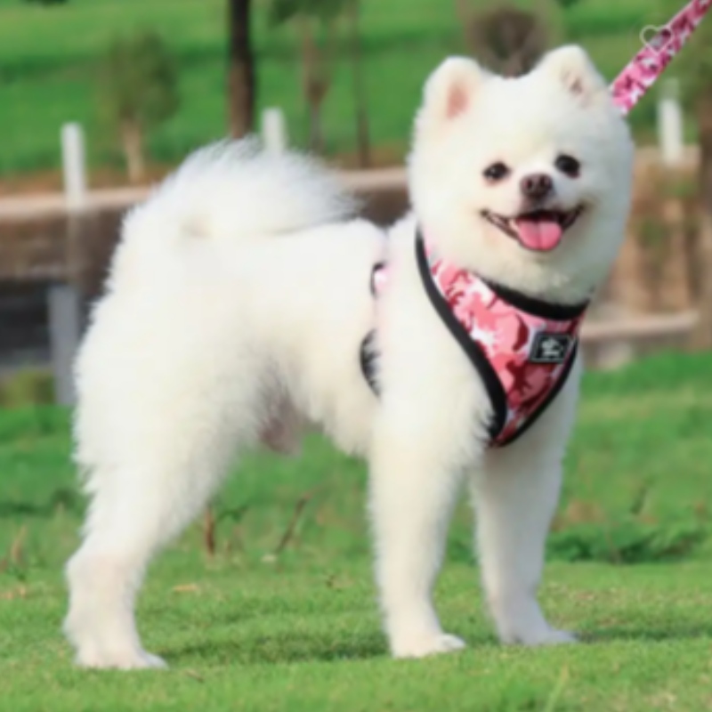 Custom Luxury Welpe Leinenkragen Verstellbares Pet Poop -Bag Bandana Reversible und atmungsaktives Neopren -Hundeteilchen Sets